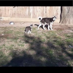 Meet your Posher, Alan